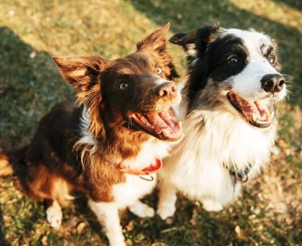 Gifts for Border Collie Lovers