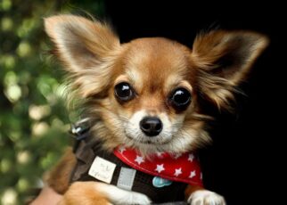 Gifts for Chihuahua Lovers