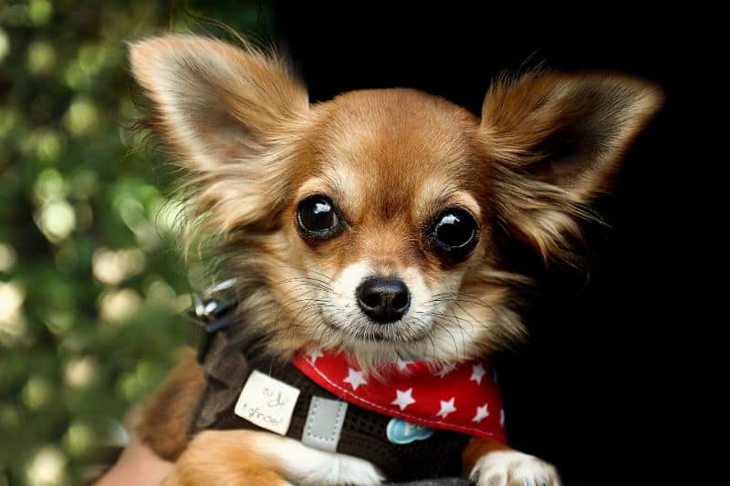 Gifts for Chihuahua Lovers