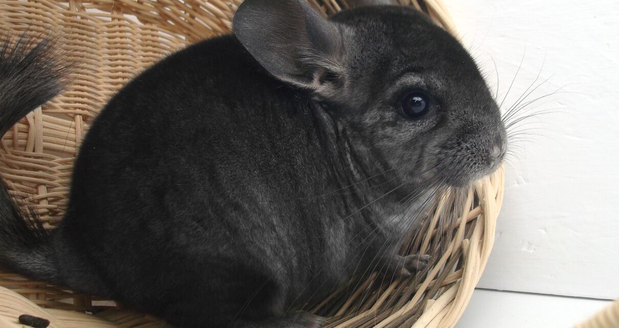 Gifts for Chinchilla Owners