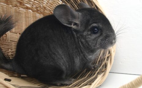 Gifts for Chinchilla Owners