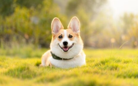 Gifts for Corgi Lovers