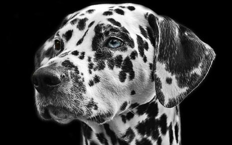Gifts for Dalmatian Lovers