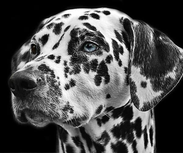 Gifts for Dalmatian Lovers