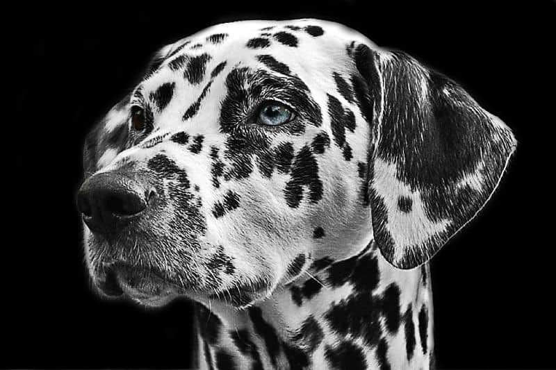 Gifts for Dalmatian Lovers