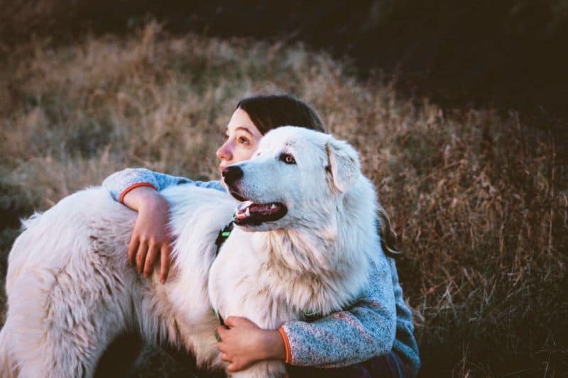 Gifts for Great Pyrenees Lovers