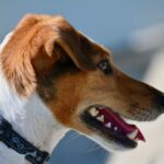 Gifts for Jack Russell Terrier Lovers