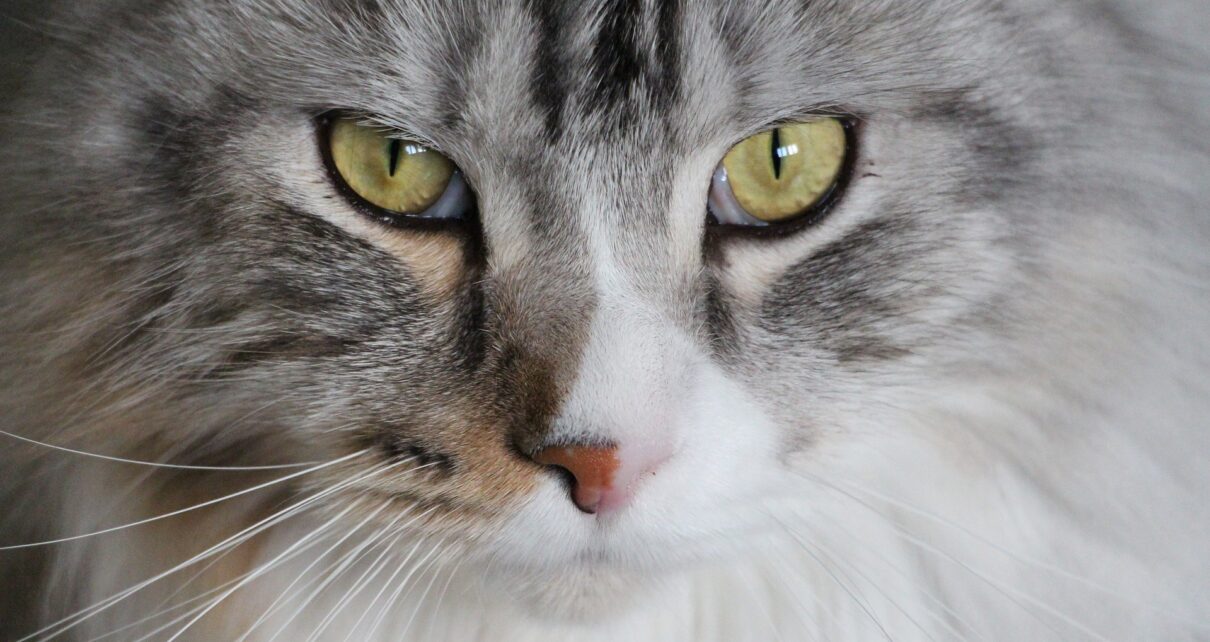Gifts for Maine Coon Cat Lovers