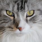 Gifts for Maine Coon Cat Lovers