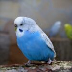 Gifts for Parakeet Lovers
