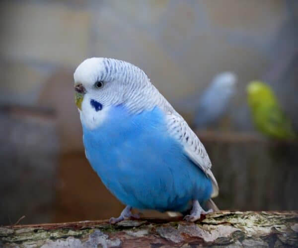 Gifts for Parakeet Lovers