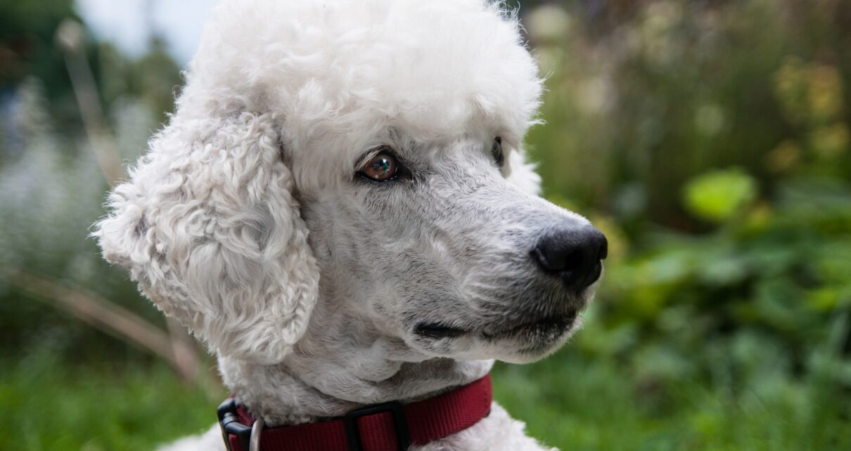 Gifts for Poodle Lovers