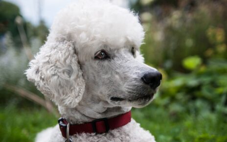 Gifts for Poodle Lovers