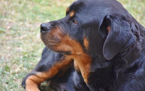 Gifts for Rottweiler Owners
