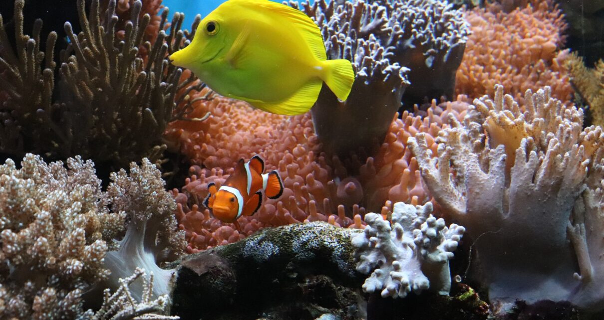 Gifts for Saltwater Aquarium Lovers