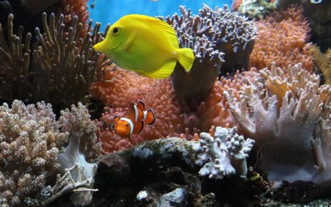 Gifts for Saltwater Aquarium Lovers