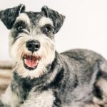 Gifts for Schnauzer Lovers