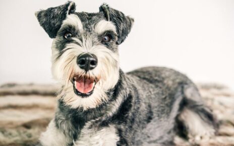 Gifts for Schnauzer Lovers