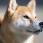 Gifts for Shiba Inu Lovers