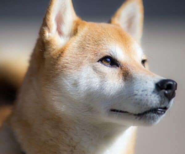 Gifts for Shiba Inu Lovers