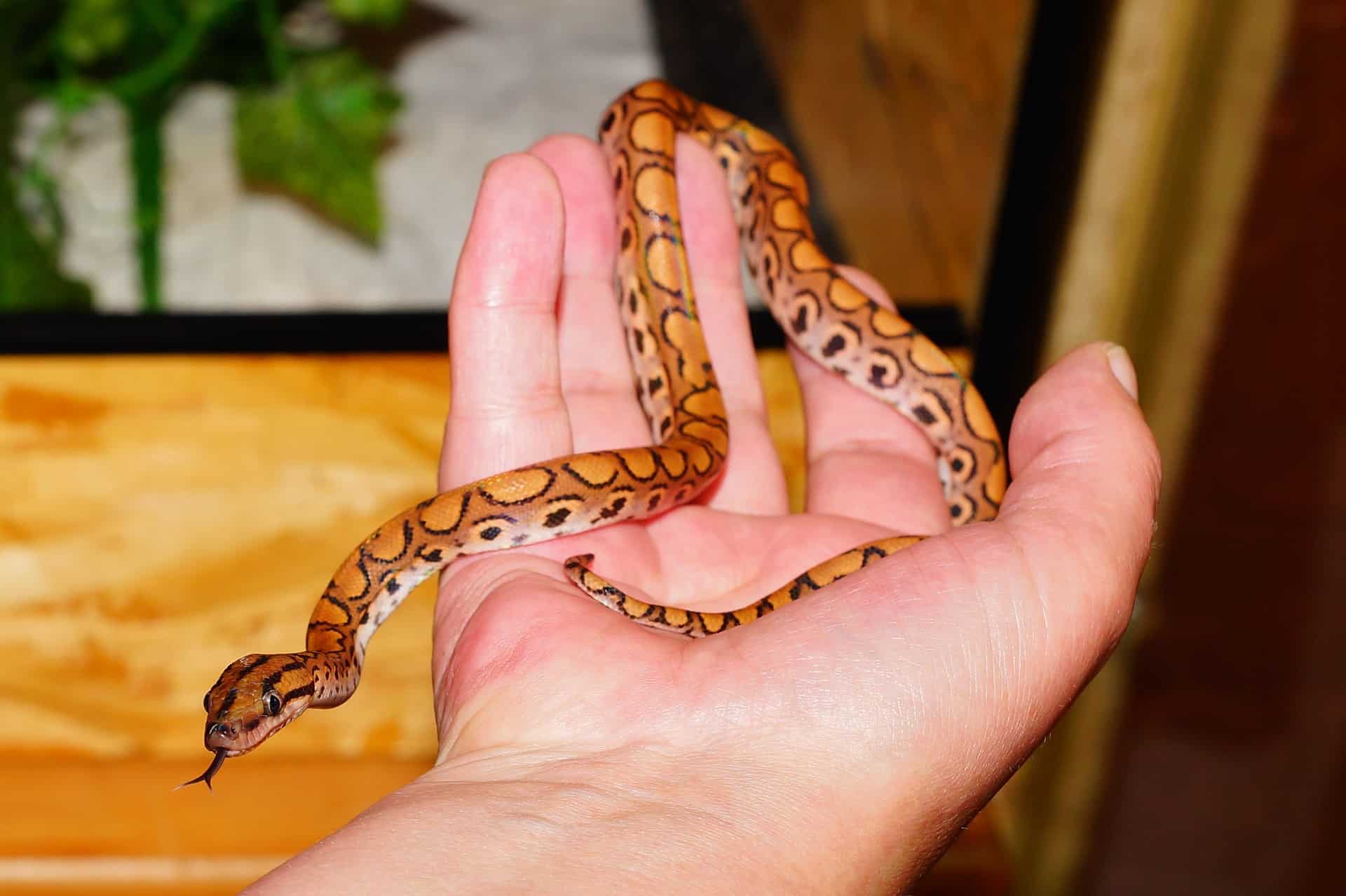 Gifts for Snake Owners The Pet Supply Guy