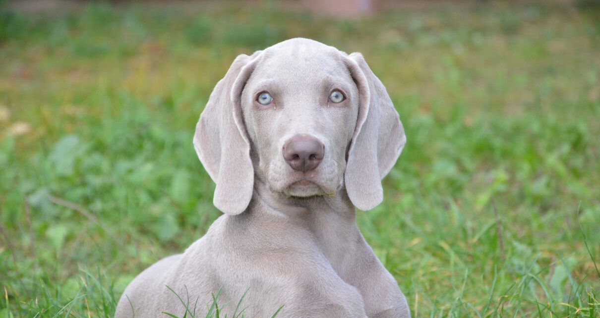 Gifts for Weimaraner Owners