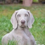 Gifts for Weimaraner Owners