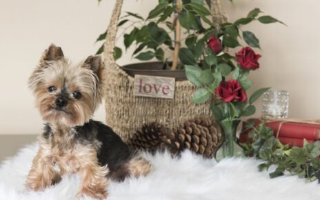 Gifts for Yorkie Lovers