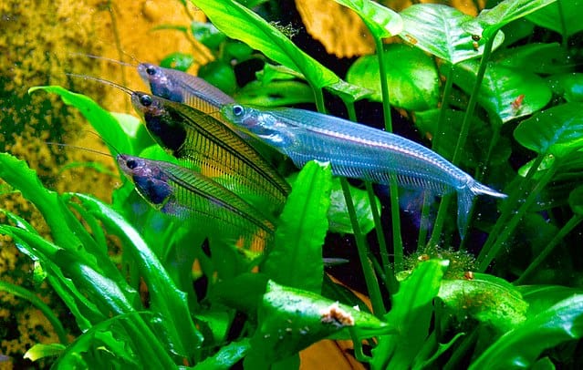 Glass Catfish – Kryptopterus vitreolus