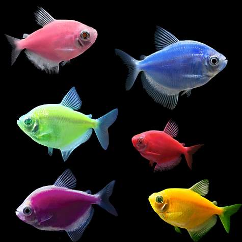 GloFish 5-Pack Assorted Tetra (Gymnocorymbus sp.)