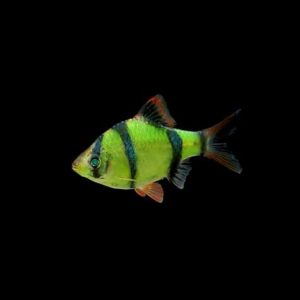 GloFish Electric Green Barb (Puntius tetrazona)