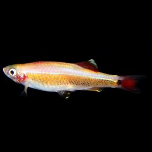 Best Tropical Fish for a 20 Gallon Tank | Golden White Cloud Minnow