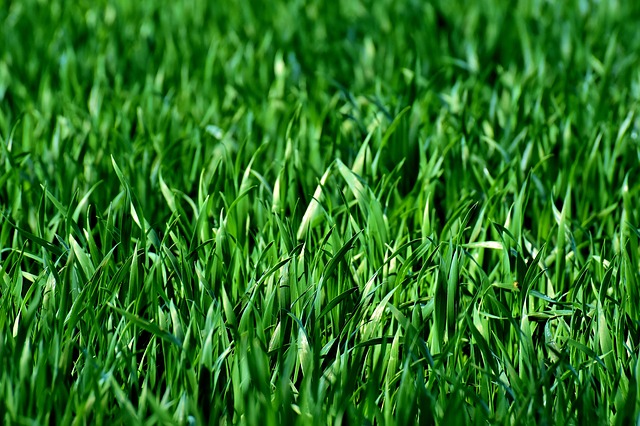 Grass Close Up - How to Neutralize Dog Urine on Grass