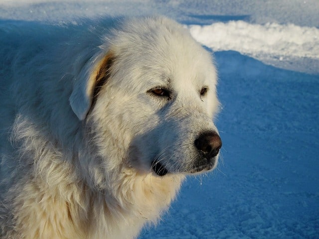 Great Pyrenees - Top 20 Dumbest Dog Breeds