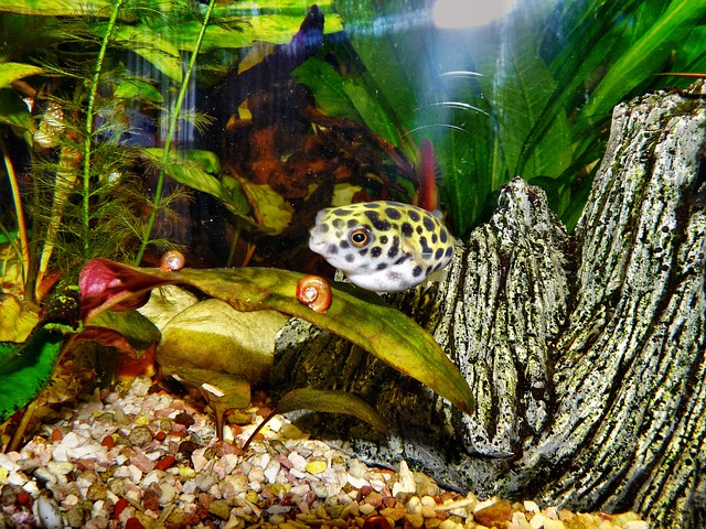 Green Spotted Puffer in Freshwater Tank with Snails