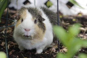 View of Low Calcium Vegetables for Guinea Pigs - The Pet Supply Guy