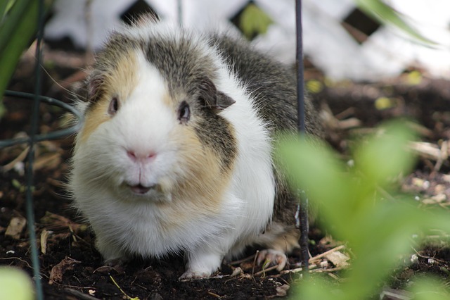 Guinea Pig Cage Size for 1