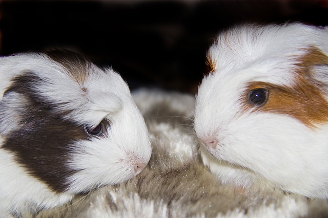 Guinea Pig Cage Size for 2