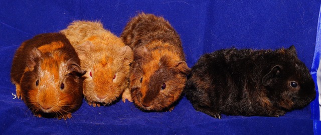 Guinea Pig Cage Size for 4