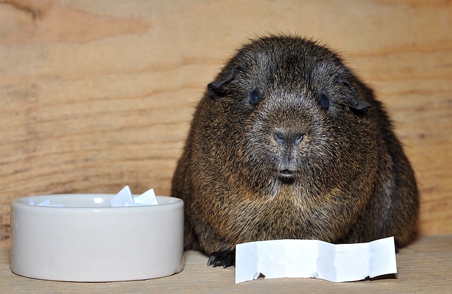 Can Guinea Pigs Litter Train