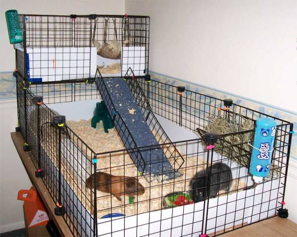 Picture of Owning a Guinea Pig Pros Cons - The Pet Supply Guy