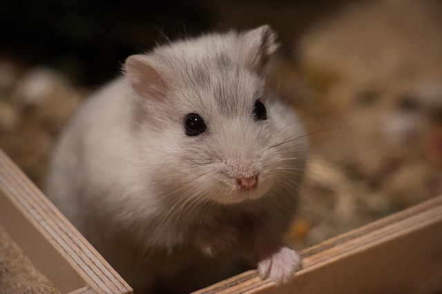 Hamster Bedding Depth