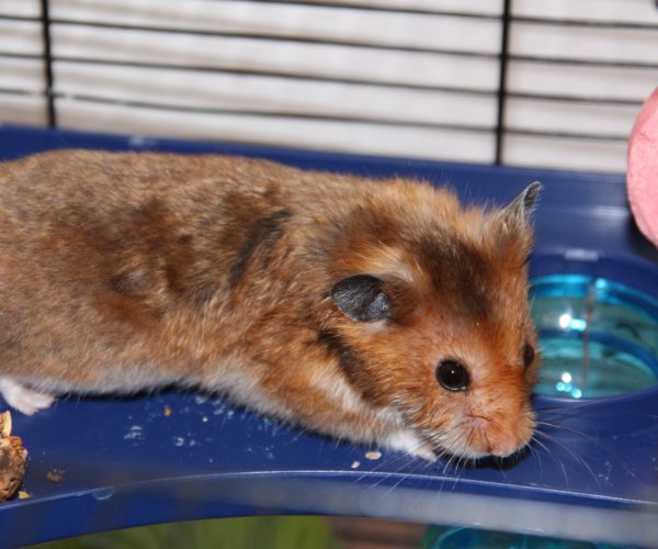 Hamster Cage Size Calculator