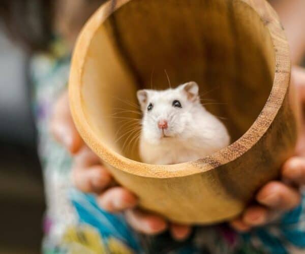 Hamster Gifts for Hamster Lovers