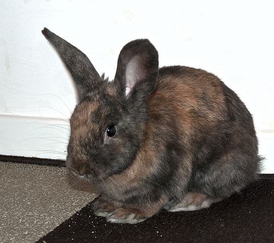 Harlequin Rabbit - Most Which Breed of Rabbit is Most Child Friendly
