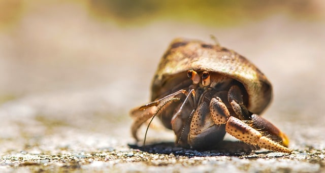 Hermit Crab Temperature