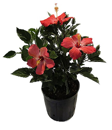 Hibiscus Live Plant, 3 Gallon, Pink Bloom