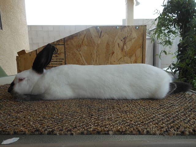 Himalayan Rabbit - Most Which Breed of Rabbit is Most Child Friendly