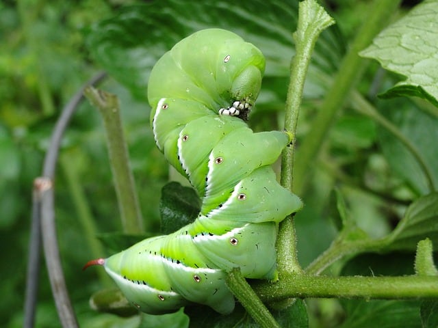 Hornworm Nutritional Value