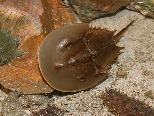 Horseshoe Crab - Limulus polyphemus
